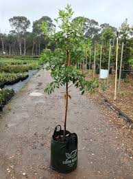 Hymenosporum Flavum Andreasens Green Wholesale Nurseries