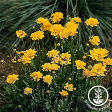 Early Sunrise Coreopsis Seed In 2021 Tickseed Plants Coreopsis Flower