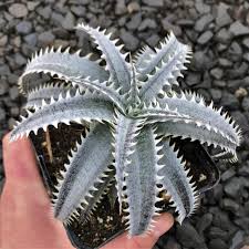 Image result for Dyckia