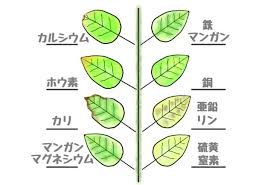 要素障害の原因と対策方法 Beginners Garden