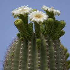 There are dozens of kinds of desert cacti on the market today. Saguaro Cactus Growth U S National Park Service