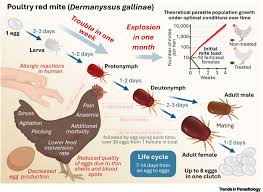 Image result for red mite
