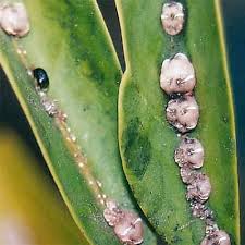 Image result for scale on plant