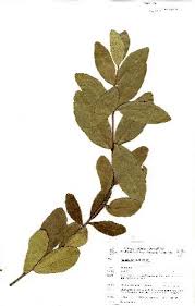 Image result for Salacia kraussii