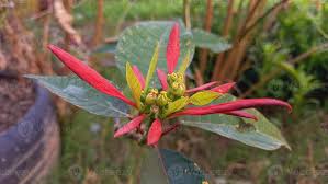 Image result for Euphorbia pulcherrima