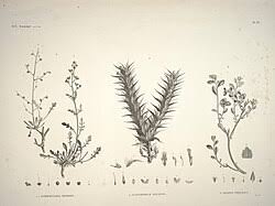 Image result for Blepharis swaziensis
