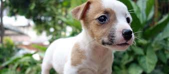 Maybe you would like to learn more about one of these? Jack Russell Terrier Dog Breed
