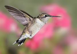We did not find results for: Hummingbirds In The Spring The Wood Thrush Shop