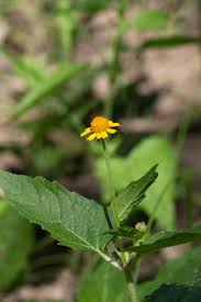 Image result for Bothriocline longipes