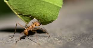 Sorry to bother you~ what does this sentence mean?i'll keep it on the low. Leafcutter Ant Facts For Kids And Adults Pictures Videos
