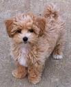 Shih-Poo (Shih Tzu-Poodle Mix) Facts, Temperament ...