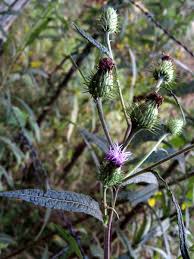 Image result for Vernonia galamensis