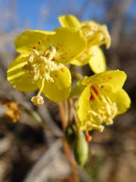 Image result for Onagraceae