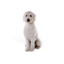 We did not find results for: Goldendoodle 2nd Gen Puppies Pittsburgh Pa Petland Robinson