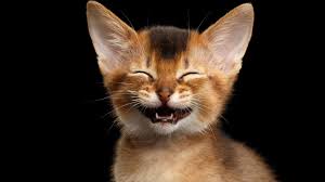 129 (lustige) Wörter für Penis & Vagina