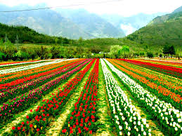 Kashmir is all season destination however best time to visit kashmir is during march to august. Tulip Festival 2020 In India Photos Fair Festival When Is Tulip Festival 2020 Hellotravel