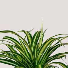 Image result for Chlorophytum hirsutum