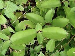 Image result for Kalanchoe pinnata