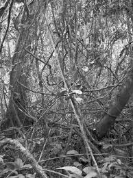 Image result for Orthopichonia schweinfurthii