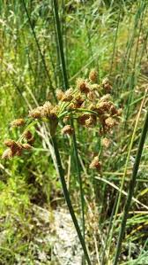 Image result for Schoenoplectiella juncea