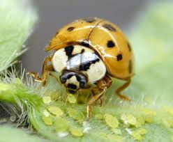 They are hard to see, as they move so quickly, but learning to identify them and how to distinguish between them and other household pests can save you time and money, not. Multi Colored Asian Lady Beetle Integrated Pest Management