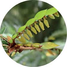 Image result for Phyllanthus ovalifolius
