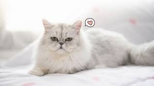 Makanan kucing persia umur 6 bulan. Jangan Sampai Salah Ini Ciri Harga Dan Cara Merawat Kucing Persia Orami