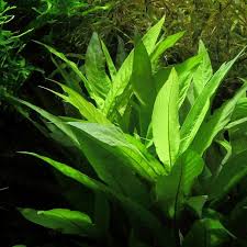 Image result for Hygrophila