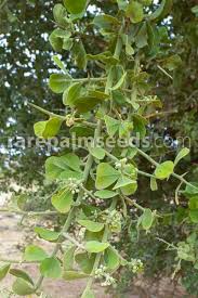 Image result for Balanites