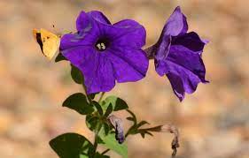 Troubleshooting Petunia Wilting Problems How To Prevent Wilting Of Petunias