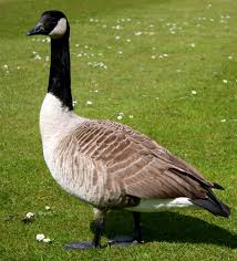 How do i begin a control program for geese? Canada Geese Are A Real Nuisance Because Of What They Leave Behind