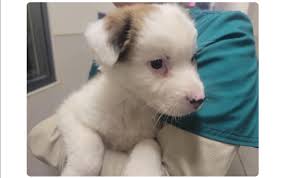 We are thinking of getting a merle but been warned about a few health  problems such as deafness and blindness. Appreciate related to double merle  breeding. Any comments welcome