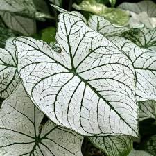 Jual Tanaman Hias Keladi Putih Caladium Putih Bibit Dengan Harga Rp15 000 Dari Toko Online Miracle Grass Kab Bogor Tanaman Hias Dalam Pot Menanam Tanaman