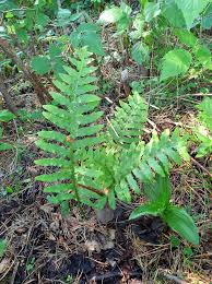 Image result for Drynaria volkensii