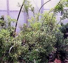 Image result for Agarista