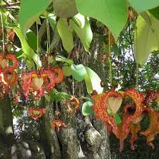 Image result for Monodora minor