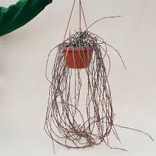 Image result for Cynanchum