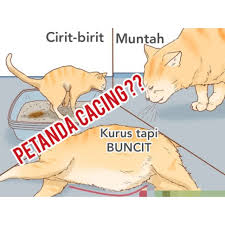 Cara merawat kucing cirit birit tanpa ubat (anak & dewasa). Wetfood Eater Ubat Cacing Kucing Cat Deworm Shopee Malaysia