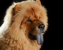 I did know they came in a short hair variety. Chow Chow Wikipedia