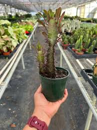 Image result for Euphorbia rubriflora