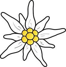 Check spelling or type a new query. Malvorlagen Edelweis Kostenlos Food Ideas In 2021 Felt Flowers Diy Felting Projects Felt Flowers