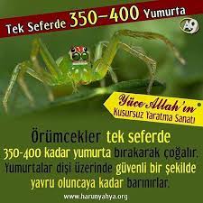 https www instagram com bilgikupu tv yumurtalar yumurta bilgi