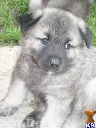 We will likely be having another litter by early 2012. Norwegian Elkhound Fluffy Norwegischer Elchhund Hunde Norwegisch