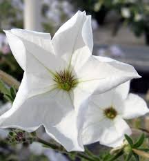 Image result for Petunia axillaris