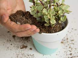 The best soil for succulents. Best Soil For Succulents In Pots Hgtv