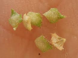 Image result for Atriplex suberecta