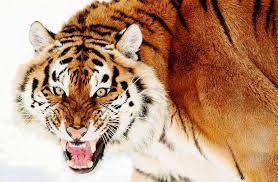 Biggest Big Cat Ever Big Cats Cats Siberian Tiger