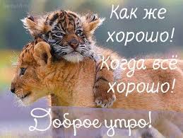 прикольные картинки с добрым утром хорошего дня скачать бесплатно Dobroe Utro Prikolnye Kartinki Kogda Vse Horosho Obyatiya Zhivotnyh Dobroe Utro Milye Shenki