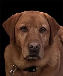 Im new to the group! This is my lab mix slinky!