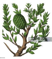 Image result for Agathis